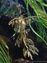 leafy sea dragon front view #2 [140k]