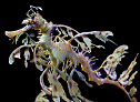 leafy sea dragon #4