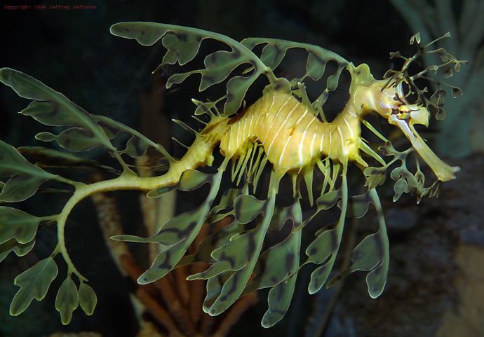 leafy sea dragon #6  [156K]
