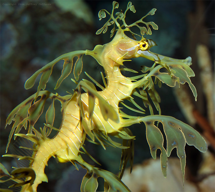 leafy sea dragon #7  [146K]