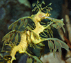 leafy sea dragon #7  [146K]