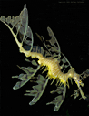 leafy sea dragon #8  [112K]