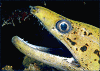 moray eel (#56A, added 12 Jan '98)