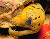 moray eel #4 [67k]; scanned from negative