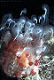 tubercular night anemone [81K]