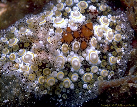 Hoplodoris estrelyado nudibranch, (frame #34)  added 20 Nov '97  [98K]
