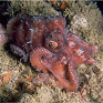 octopus #5 thumbnail