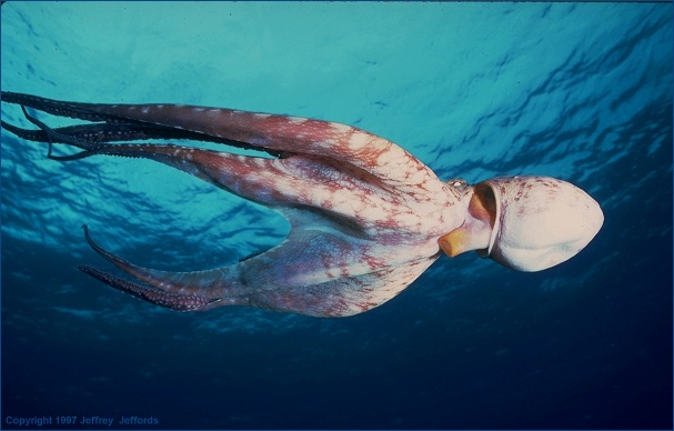 (still another) octopus (#52A, added 8 Jan '98)