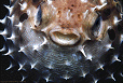 porcupinefish closeup thumbnail