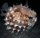 porcupinefish profile view thumbnail