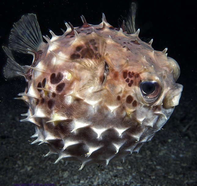 profile view of porcupinefish [80k]