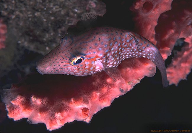 sharpnose pufferfish [50k]