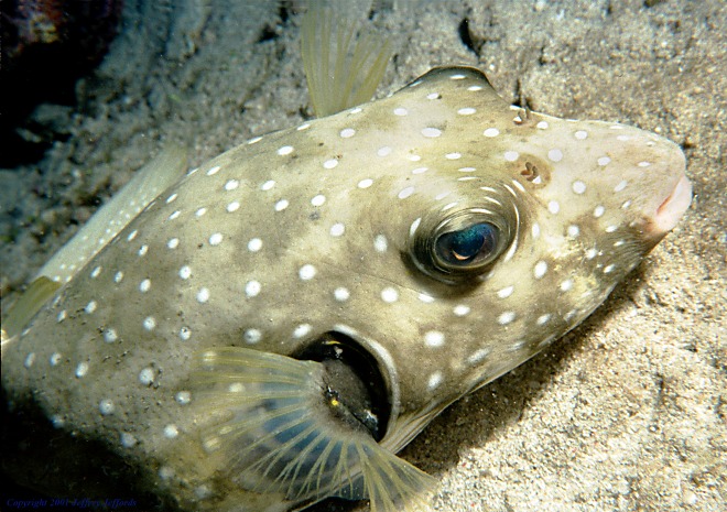 white-spotted puffer close-up [119K]