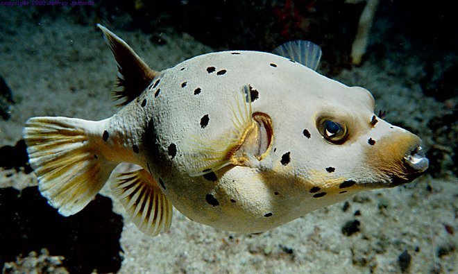 Black-spotted pufferfish [61k]