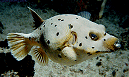 pufferfish