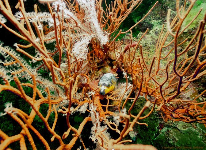 pufferfish resting on gorgonian coral [126k]