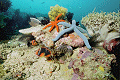 Reef scene from Batangas, P.I.