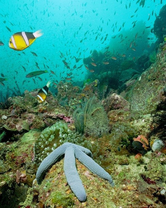 reef scene from Mainit Point, near Batangas, Philippines