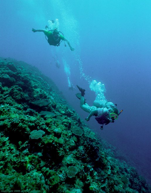 divers explore a Philippine reef [65k]