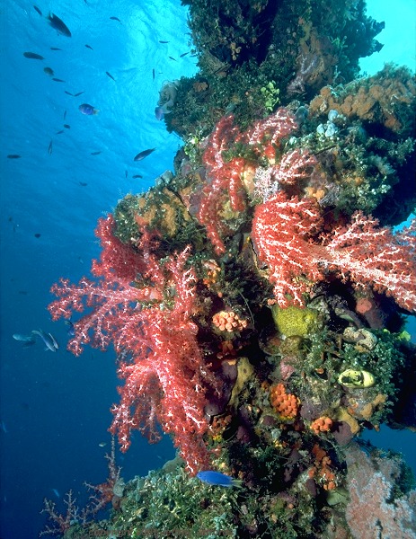 reef scene #14 [127k]