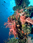 reef scene #14  [127k]