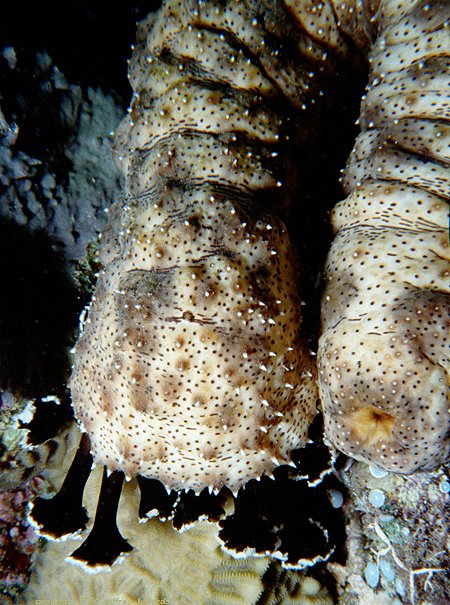 sea cucumber feeds on sandy bottom [92k] added 6 nov 00