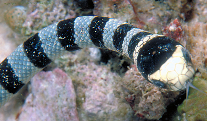 sea krait (sea snake) #2