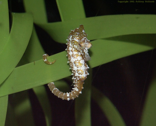dwarf seahorse #2, Hippocampus zosterae [74K]