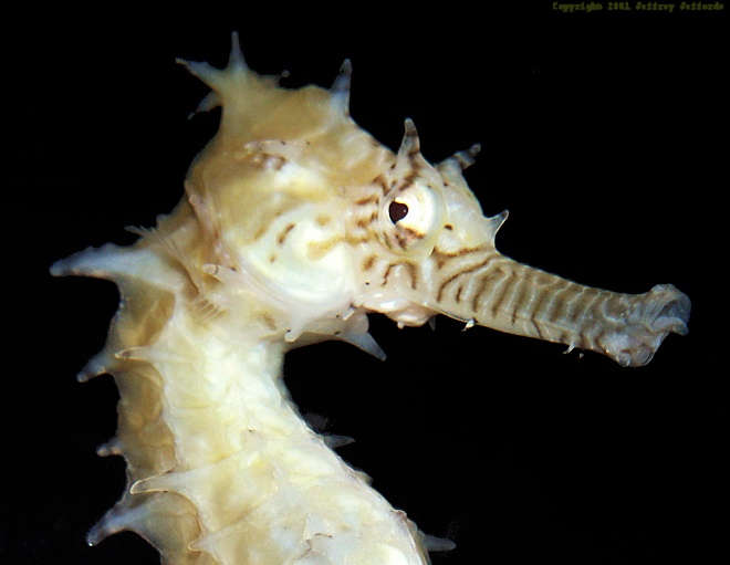 Barbour's seahorse #3, close-up, H. barbouri [78K]