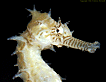 Barbour's seahorse #3, close-up [78K]
