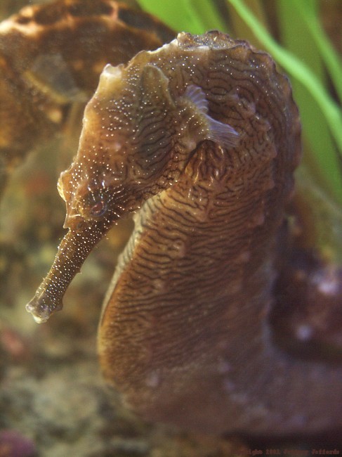 lined seahorse, Hippocampus erectus [70K]
