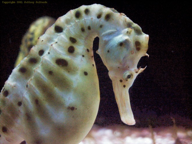potbelly seahorse #2, Hippocampus abdominalis [97K]
