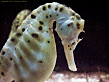 potbelly seahorse #2 [97K]