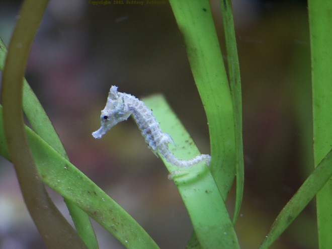 dwarf seahorse, Hippocampus zosterae [45K]