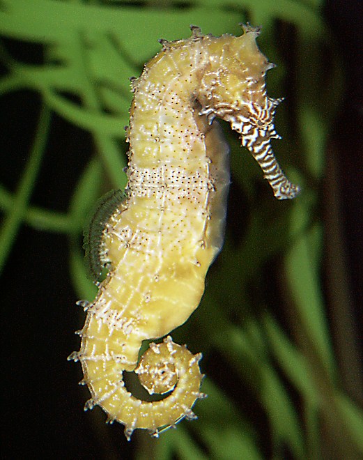 Barbour's seahorse #2, Hippocampus barbouri  [101K]