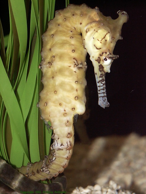 tigersnout seahorse, Hippocampus subelongatus [87K]