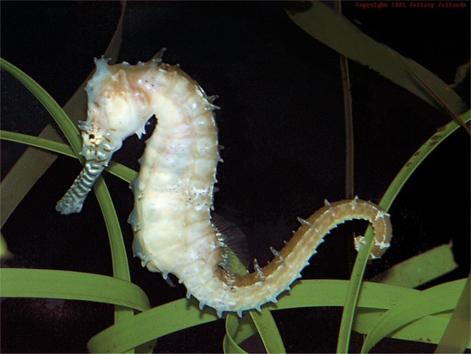 Barbour's seahorse, Hippocampus barbouri [86K]