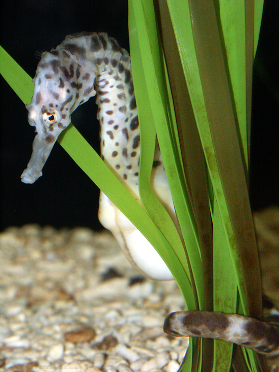 pot-bellied seahorse, #16 [177K]