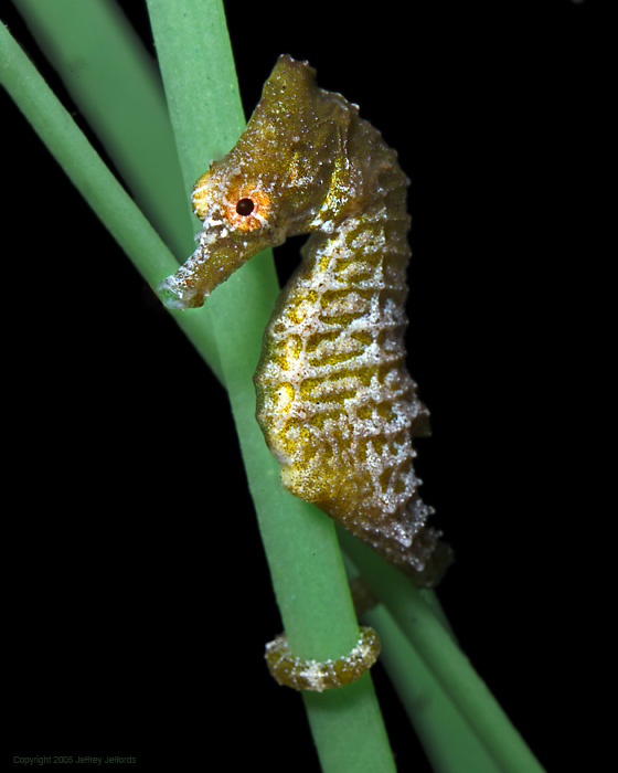 dwarf seahorse, Hippocampus zosterae [117K]
