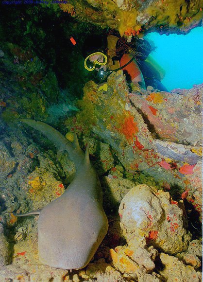 nurse shark in cavern, observed by diver [97k]