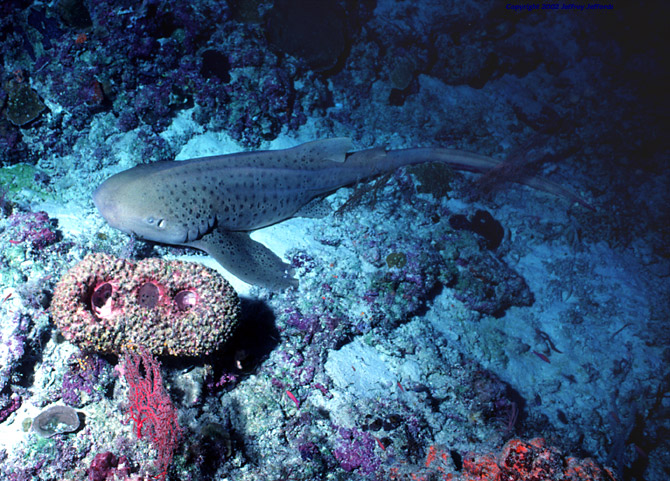 Leopard shark on bottom [169K]