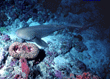 leopard shark [169k]