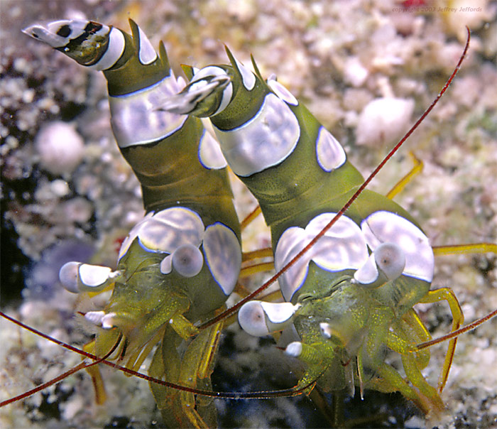 Ambonian shrimp, Thor amboinensis
