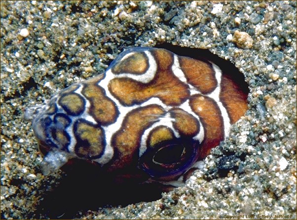snake eel #2 (#56A, added 12 Jan '98)