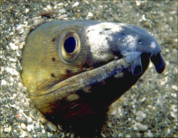 snake eel #4 (#58A, added 12 Jan '98)