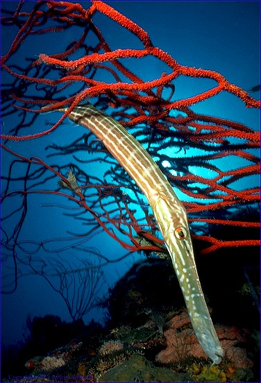 red trumpet fish. trumpetfish with red whip