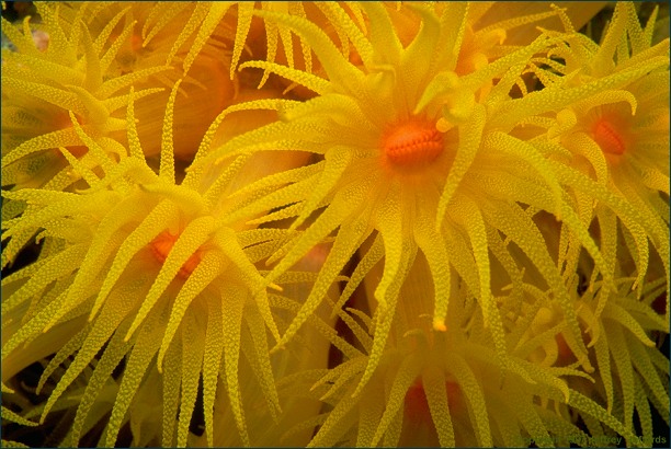tubastrea coral colony (#88, 31 May '98, 92K)
