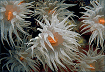 white tubastrea polyps (#89A)