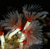 feather-duster worm colony (#45, added 7 Jan '98)