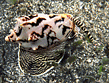 volute shell [124k]